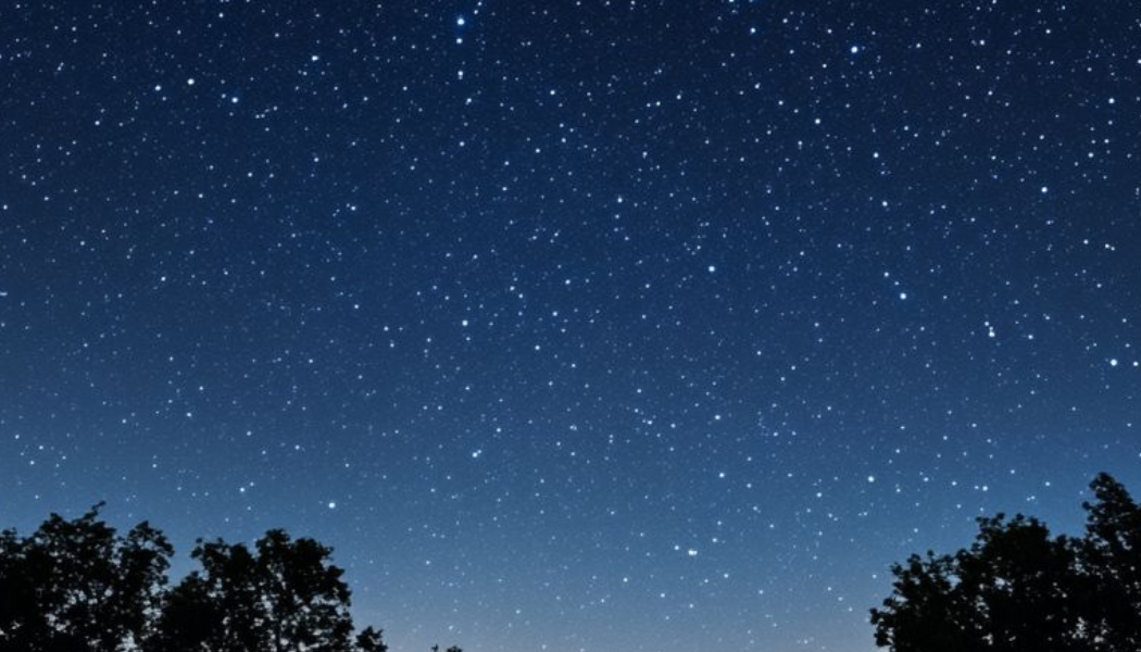 communication animale