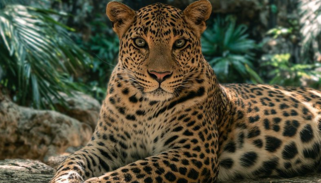 Communication animale